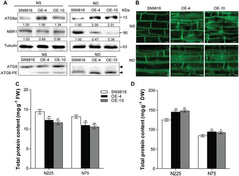 Frontiers Increased Autophagy Of Rice Can Increase Yield And Nitrogen