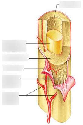 Diaphysis up close Diagram | Quizlet