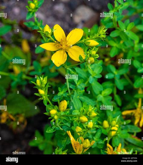 Hierba de San Juan Hypericum perforatum flores amarillas Jardín