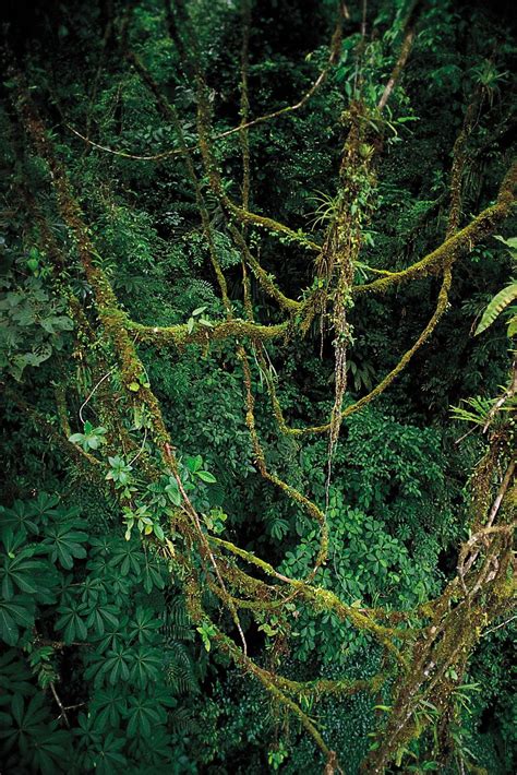 Liana Climbing Vines Rainforest And Woody Vines Britannica