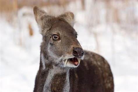 Siberian Musk Deer Stock Photo Image Of Muzzle Musk 12514664 Deer