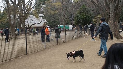 代々木公園の桜 週末 お花見で大混雑 トイレ待ちが長蛇の列 2019330 Sakura Youtube