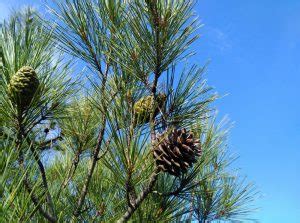 C Mo Cuidar Un Pino Plantas Del Jardin