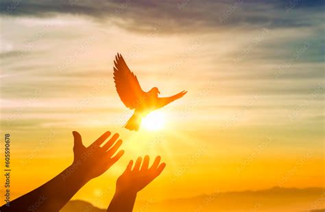 Human Hands Releasing Dove Of Peace Into Air Concept For Freedom Peace