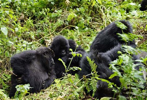 10 Days Rwanda Gorilla Trek And Tanzania Big 5 Safari Vacations