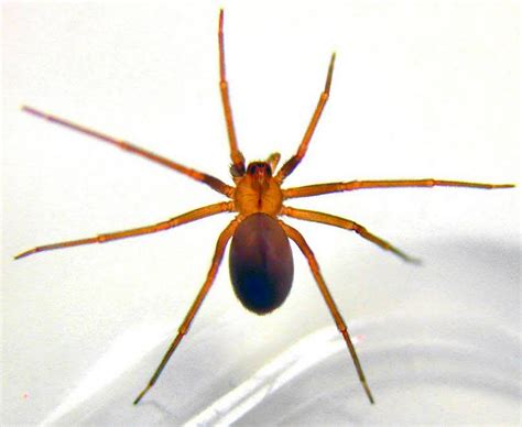 As More Brown Recluses Start To Appear Heres How To Recognize Them And Stay Safe In 2022