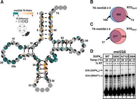 Widespread Temperature Sensitivity And Trna Decay Due To Mutations In A