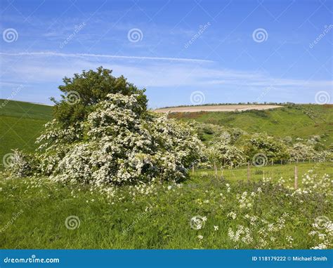 Hawthorn Blossom In A Scenic English Landscape Stock Photo Image Of