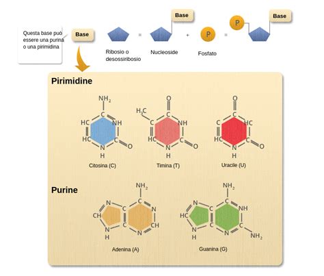 Dna Labster Theory