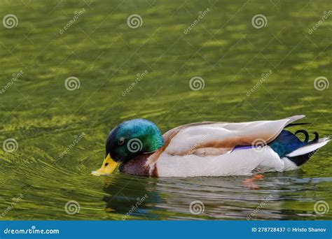 Wild Duck Swimming In Lake Water Birds In Park Stock Image Image Of