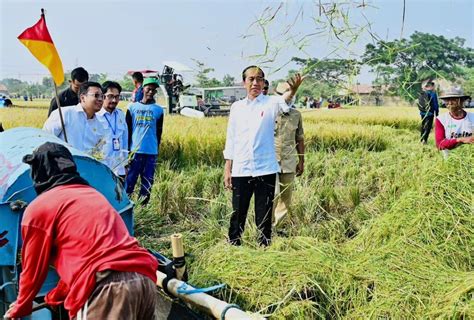 Hasil Panen Raya Belum Mencukupi Kebutuhan Beras Nasional