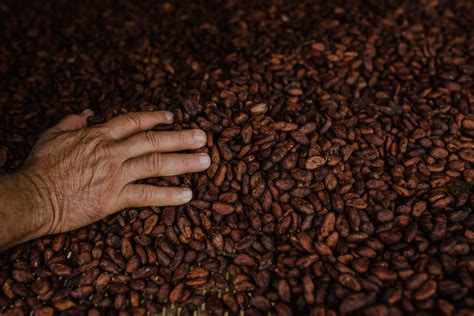 Cacau da Bahia recebe prêmios em concurso nacional Diário Bahia