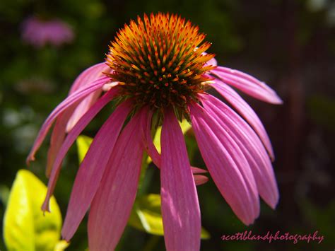 Corn Plant Flower Images - Beautiful Insanity