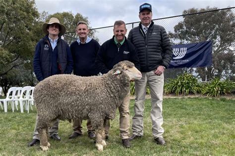 The Top Merino Ram Wool Studs In Australia In Farm Online Act