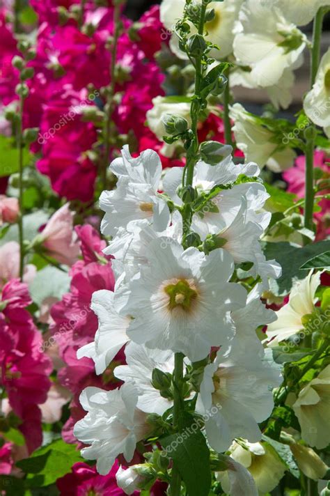 Flores de malva una planta herbácea con tallos peludos flores de