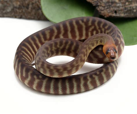 Woma Python (Male) TEST - Dynasty Reptiles