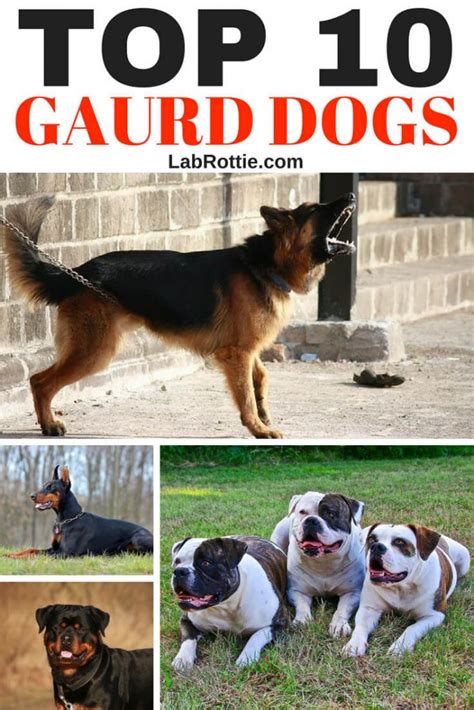 30 Of The Best Guard Dog Breeds