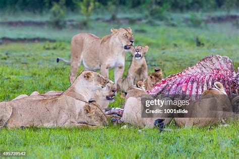 Lion Eating Meat Photos And Premium High Res Pictures Getty Images