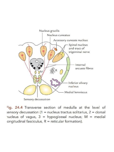 Diagrams of Neuroanatomy | PDF