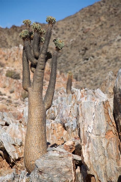 Pachypodium Namaquanum Desert Plants Rare Plants Cacti And Succulents