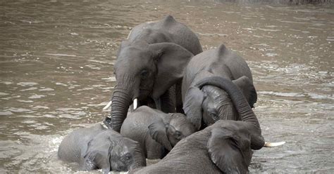 Elsen Karstad S Pic A Day Kenya Mara River Elephants