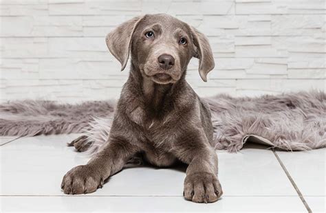 Silver Lab The Facts About Silver Labrador Retrievers