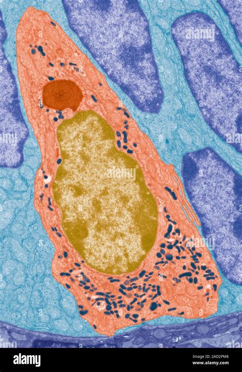 Enteroendocrine Cell Colured Transmission Electron Micrograph Tem Of