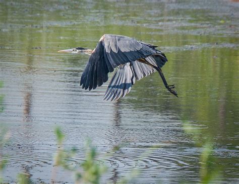 Flying Crane Photograph by Dan Kinghorn - Pixels