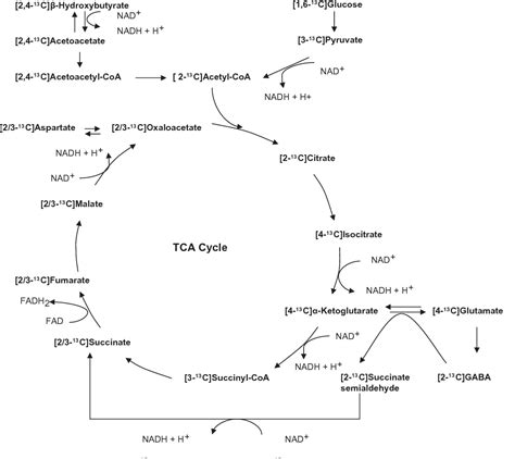 Figure 2 from β-Hydroxybutyrate is the preferred substrate for GABA and ...