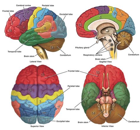 Functional Areas Of The Cerebral Cortex Diagram Quizlet