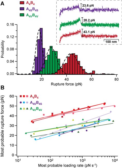 Single Molecule Force Spectroscopy A Representative Rupture Force