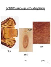 Wood W Grain Knots Figure Ppt Wood Macroscopic Wood