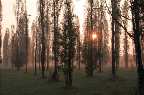 Wallpaper Sunlight Nature Wood Branch Sunrise Morning Mist Sun