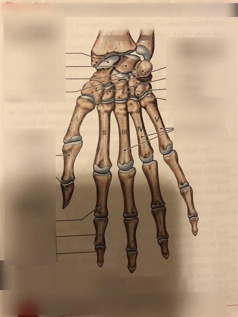 Anatomy Practical 2 Diagram Quizlet