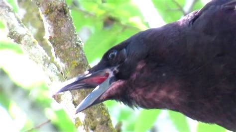 Crow Loud Angry Cawing Protecting Nest Youtube