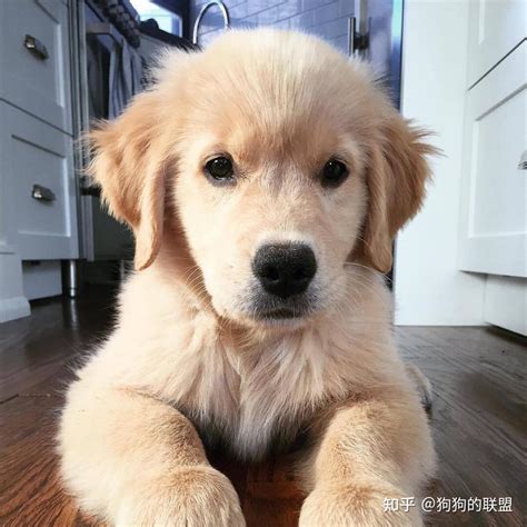 寿命不长的“金毛犬”，多半有这6个特征 知乎