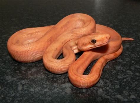 10 Beautiful Boa Constrictor Morphs - ReptileWorldFacts