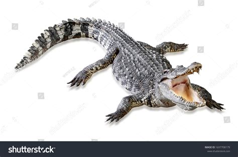 1,199 Swimming Alligator White Background Images, Stock Photos ...