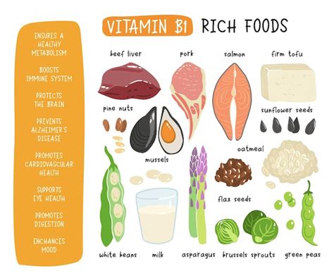 Premium Vector | Collection of vitamin B1 sources Food containing ...