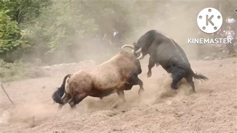 Yaks Are Fighting In Snow Bull Fight YouTube