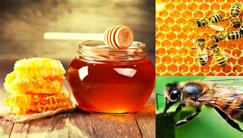 Bee Sting: मधमाशी डंक उपचार आणि त्याची लक्षणे | Honey Bee Sting ...