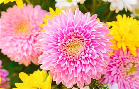 Chrysanthemum How To Grow And Care With Success