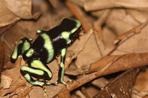 1920x1080px 1080p Free Download Black And Green Poison Dart Frog