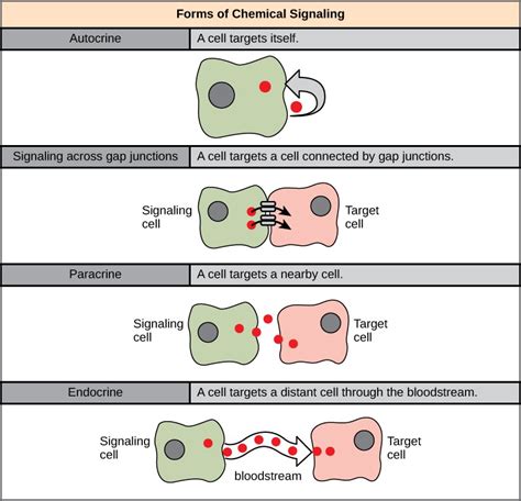 Signaling Molecules And Cellular Receptors Openstax Biology