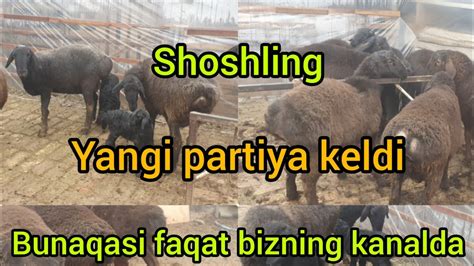 Shoshling 2 Partiya Qochqor Va Bogoz Ona Bola Qoylar Keldi 998 99 634