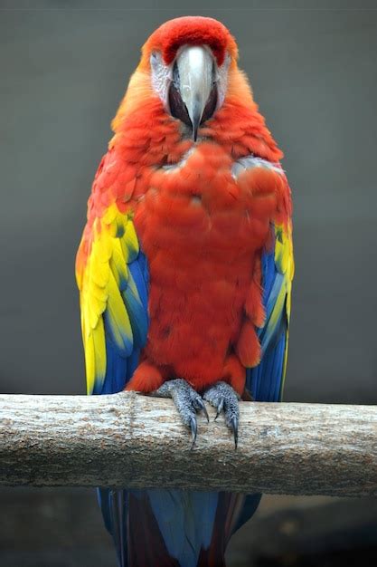 Premium Photo Red Ara Parrot Sitting On A Branch