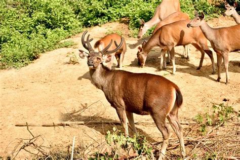 Nagaland - The Switzerland of the East | AlightIndia