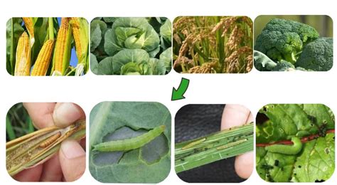 Advantages and disadvantages of Bacillus Thuringiensis Lyphar Provide Top Quality