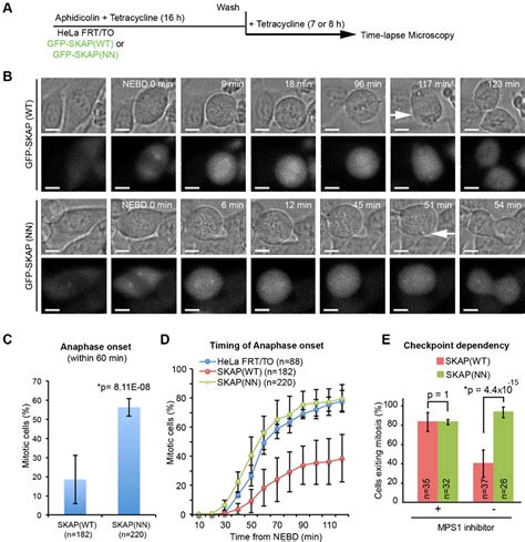 Figure From A Proteomic Study Of Mitotic Phase Specific Interactors