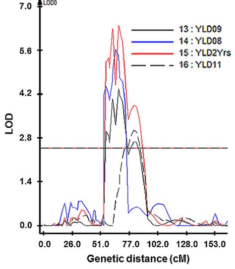 A Robust QTL Detected In Chromosome 1 For Grain Yield Under Both Normal